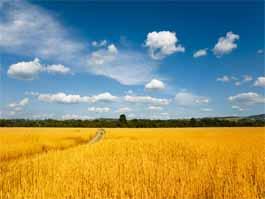 创新引领，绿色储粮